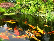 fish-pond-life-experts-Kent.jpg